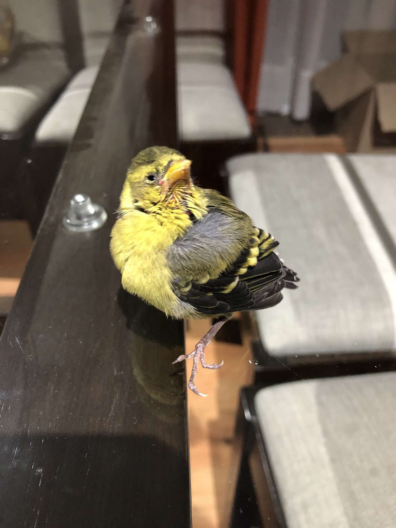 Image of Black-chinned Siskin