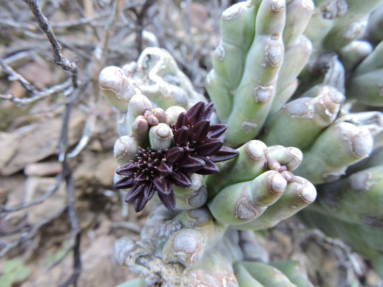 Image de Ceropegia ramosa (Masson) Bruyns