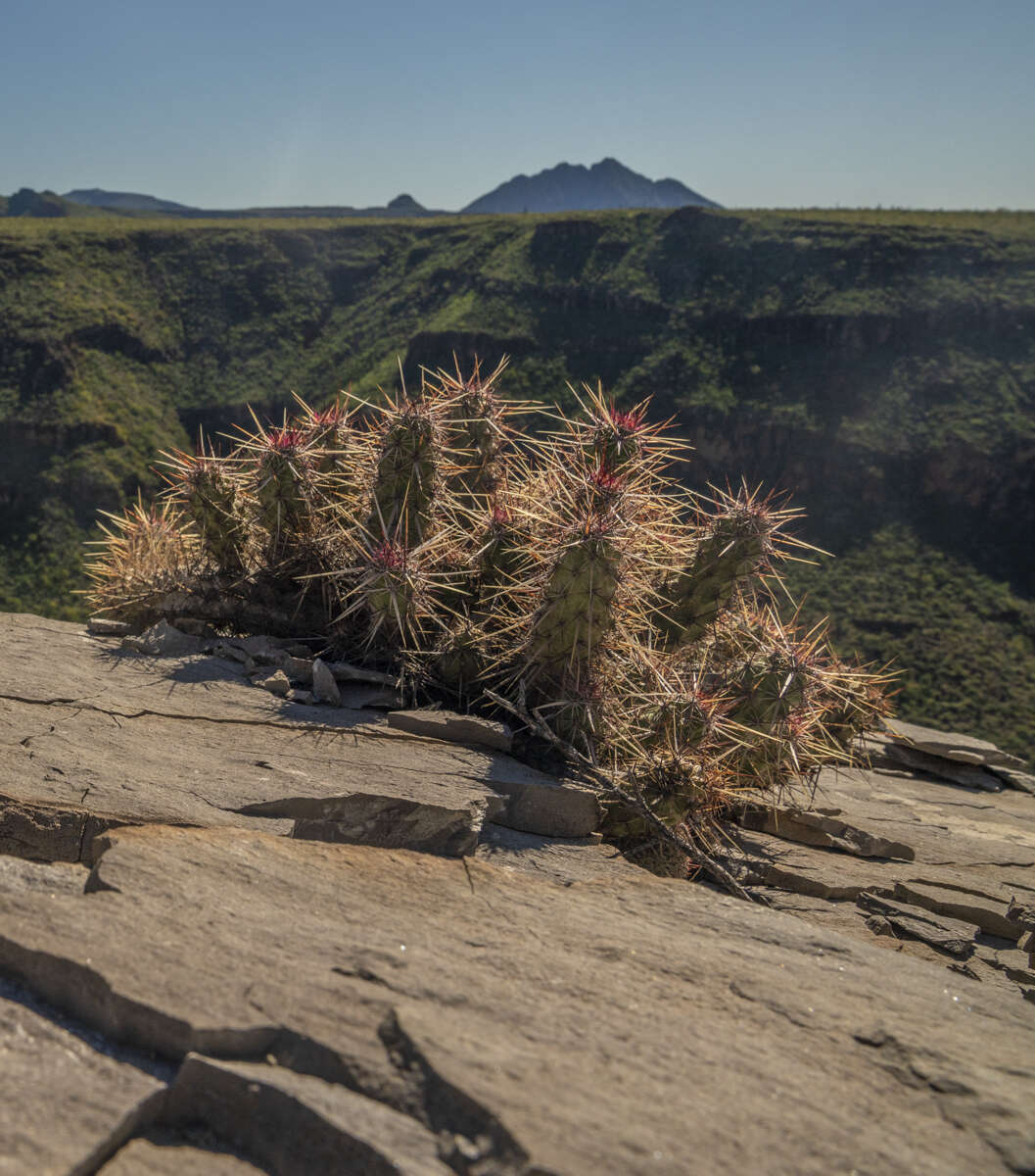 Image of Echinocereus brandegeei (J. M. Coult.) K. Schum.