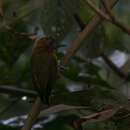 Image of Rufous-breasted Piculet