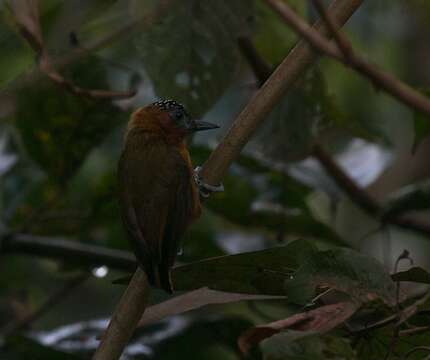 Picumnus rufiventris (Bonaparte 1838)的圖片