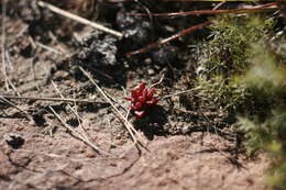 Image of Delosperma repens L. Bol.