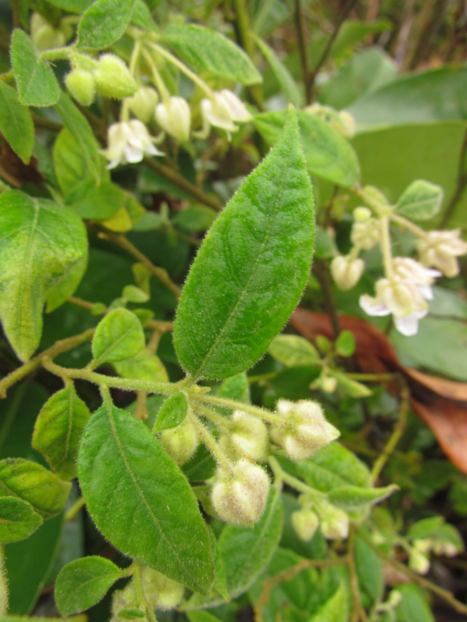 Image de Solanum didymum Dun.