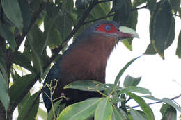 Слика од Phaenicophaeus curvirostris (Shaw 1810)