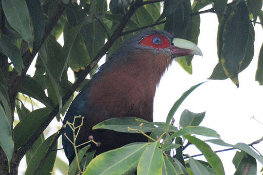 Image of Chestnut-breasted Malkoha