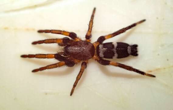 Image of Poecilochroa albomaculata (Lucas 1846)