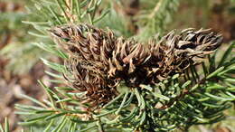 Image of Pineus (Pineodes) pinifoliae (Fitch 1858)