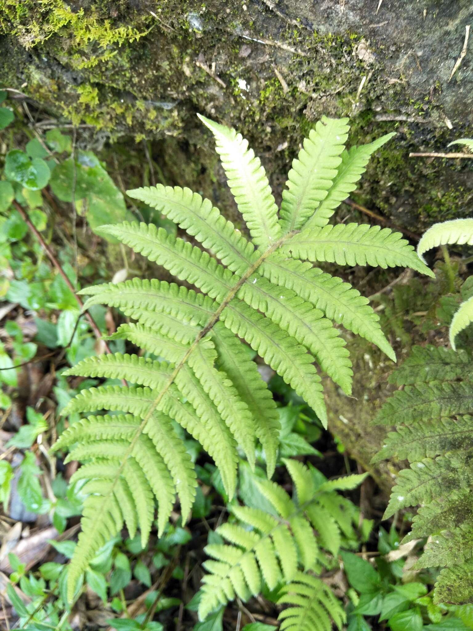 Image de Christella parasitica (L.) Lév.