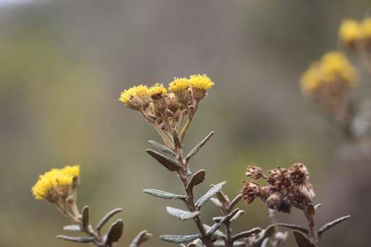 Scrobicaria resmi