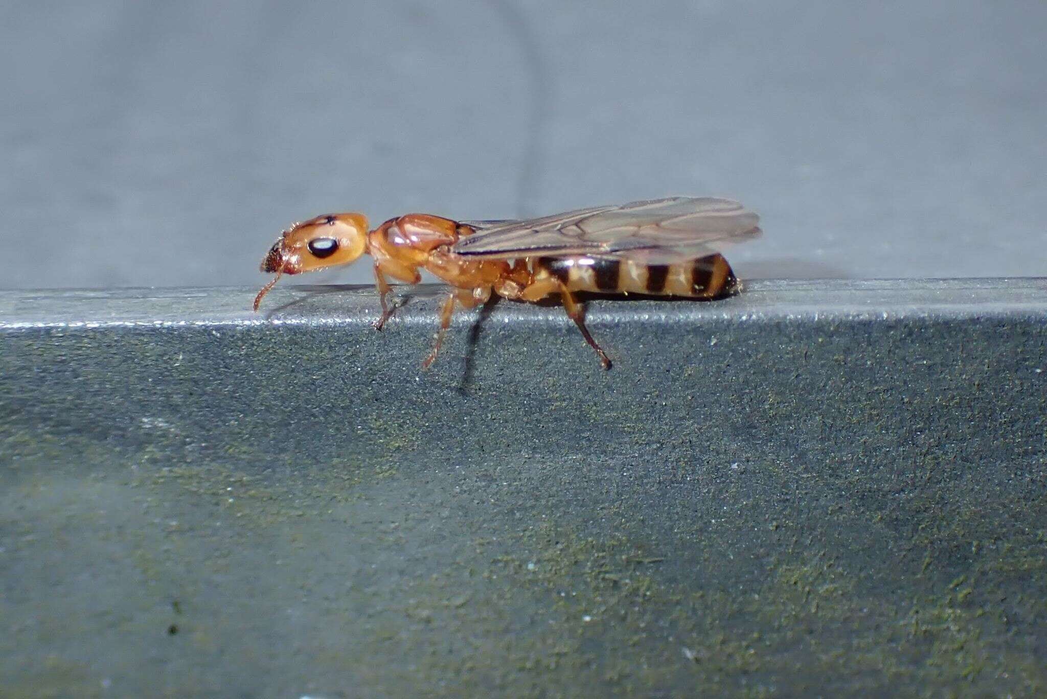 Image of Gesomyrmex howardi Wheeler 1921