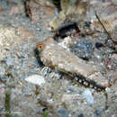 Image of Spotted Dragonet