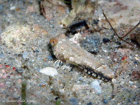 Image of Spotted Dragonet