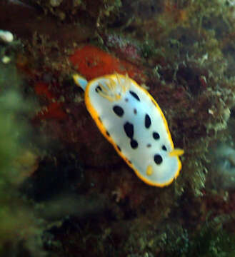 Image of Chromodoris orientalis Rudman 1983