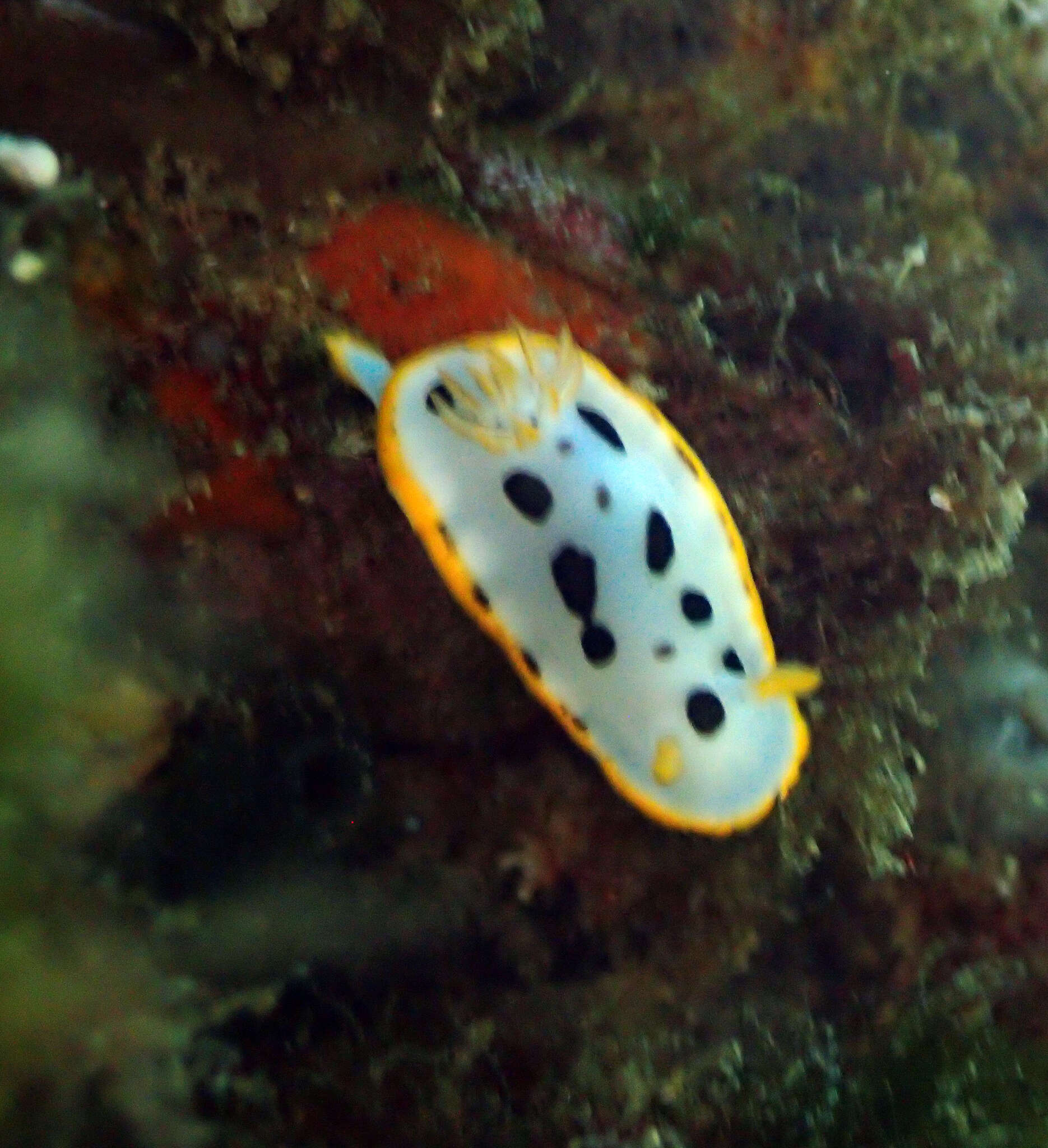 Image de Chromodoris orientalis Rudman 1983