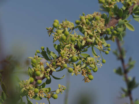 Image of Boscia foetida subsp. foetida