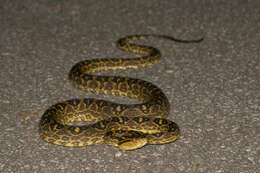 صورة Protobothrops flavoviridis (Hallowell 1861)