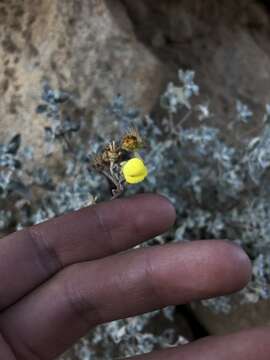 Image of Calceolaria polifolia Hook.