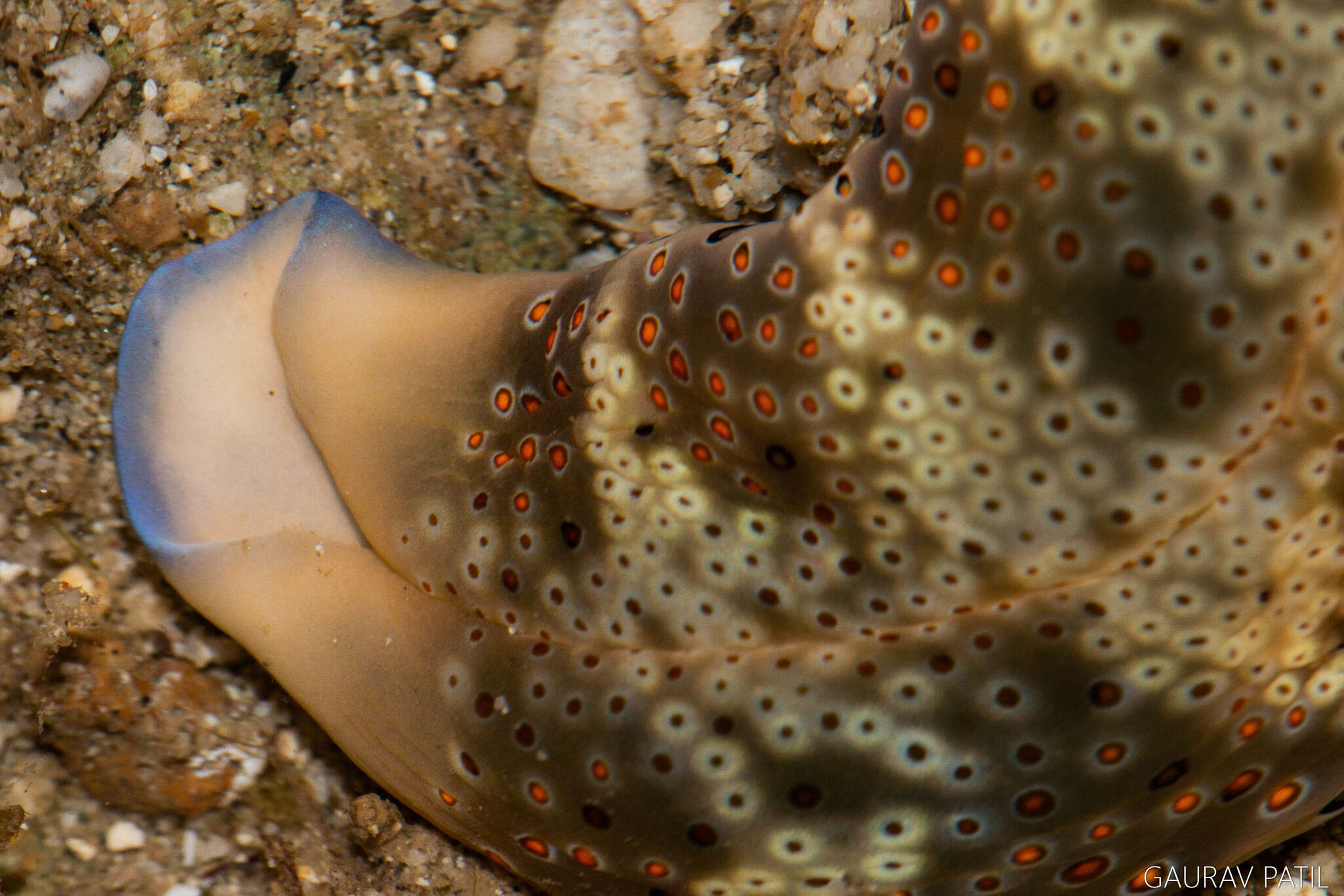 Image of Flat camouflaged slug