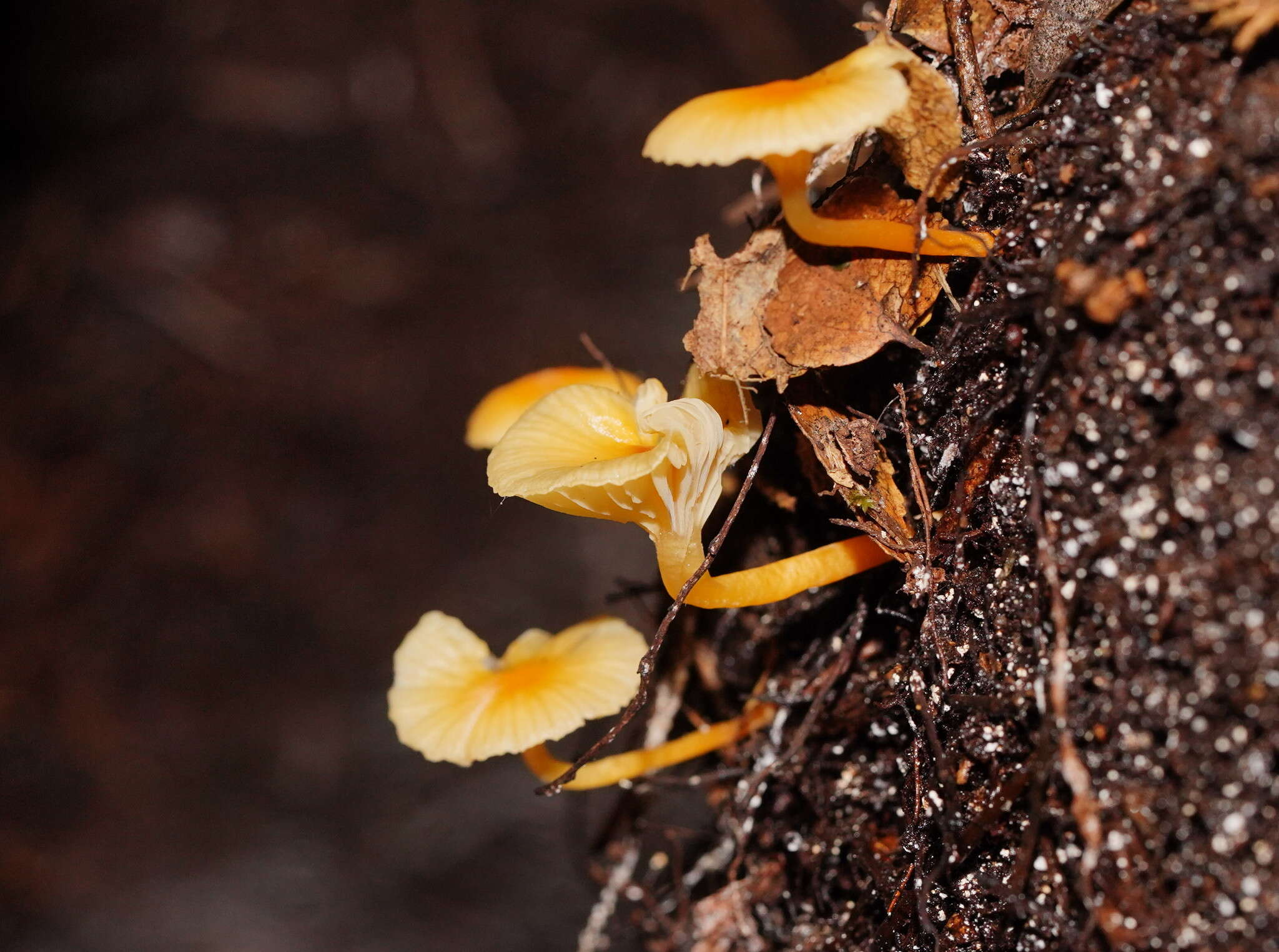 Image of Camarophyllus aurantiopallens E. Horak 1973