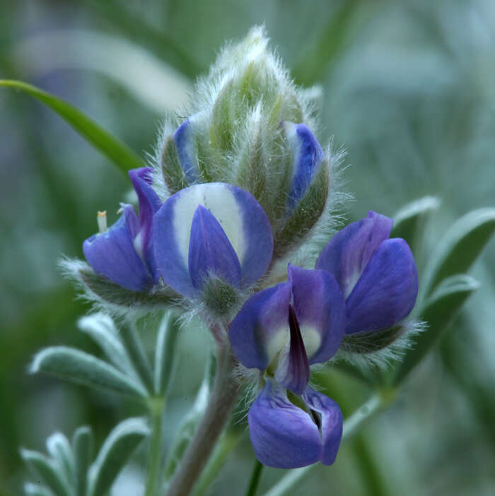 Image de Lupinus breweri var. breweri