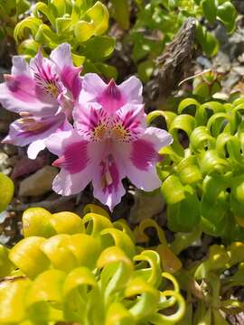 Image of Lily of the Incas