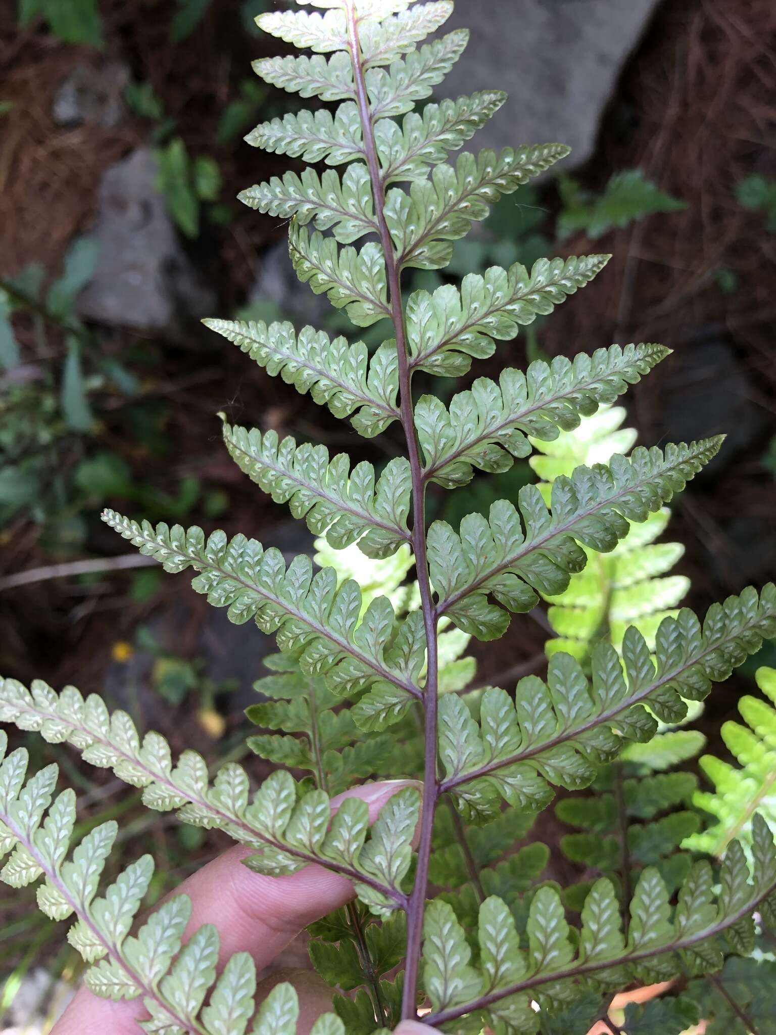 Слика од Athyrium clivicola Tag.