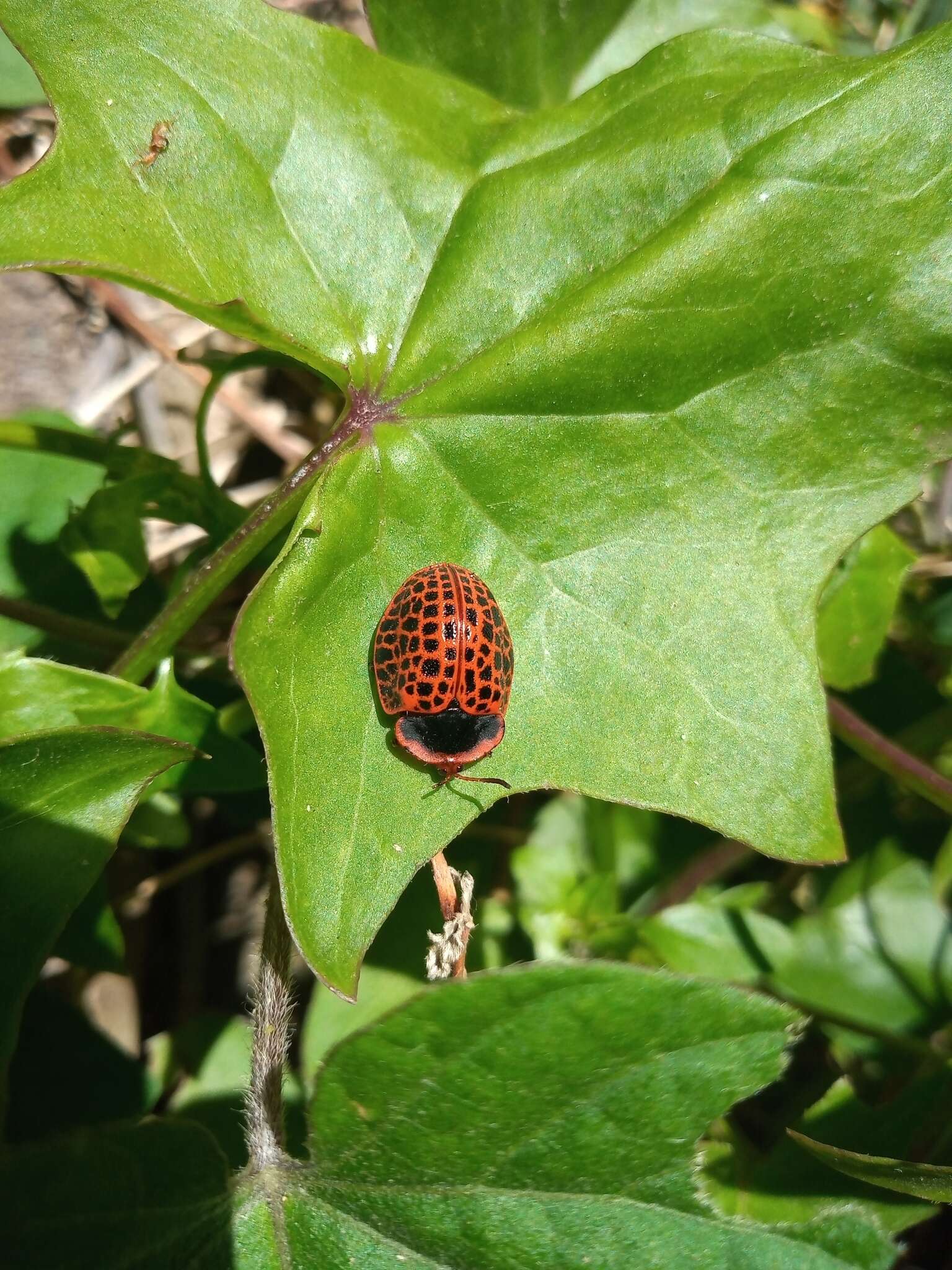 Image of Botanochara macularia (Boheman 1850)