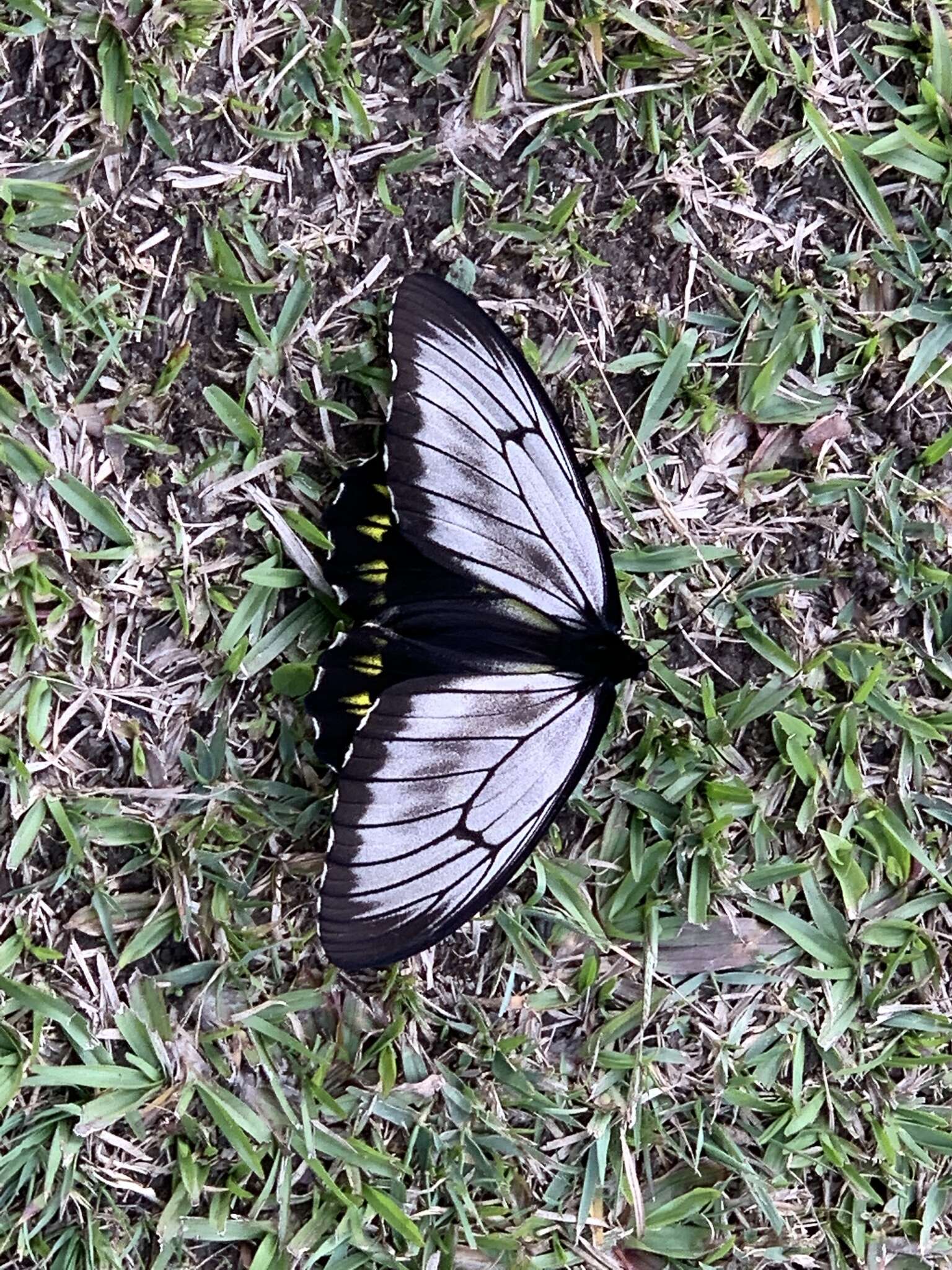 Image of Borneo Birdwing