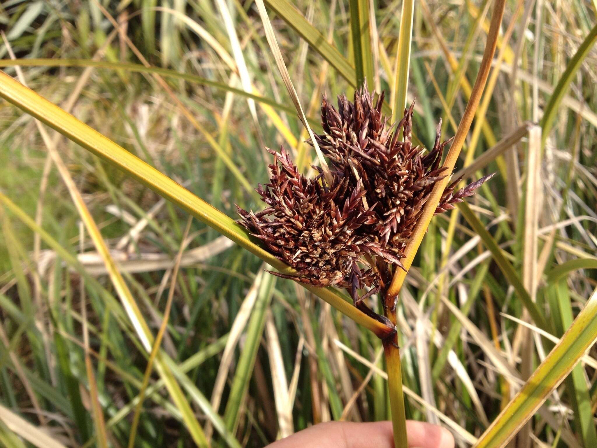 Image of Cyperus ustulatus A. Rich.