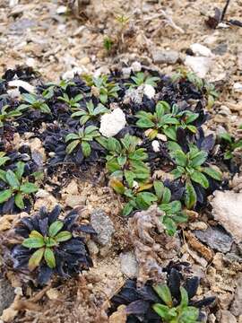 Image of Myosotis colensoi (Kirk) Macbr.