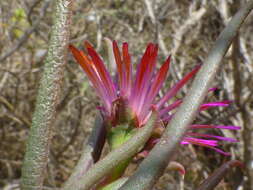 Image of Lampranthus spiniformis (Haw.) N. E. Br.