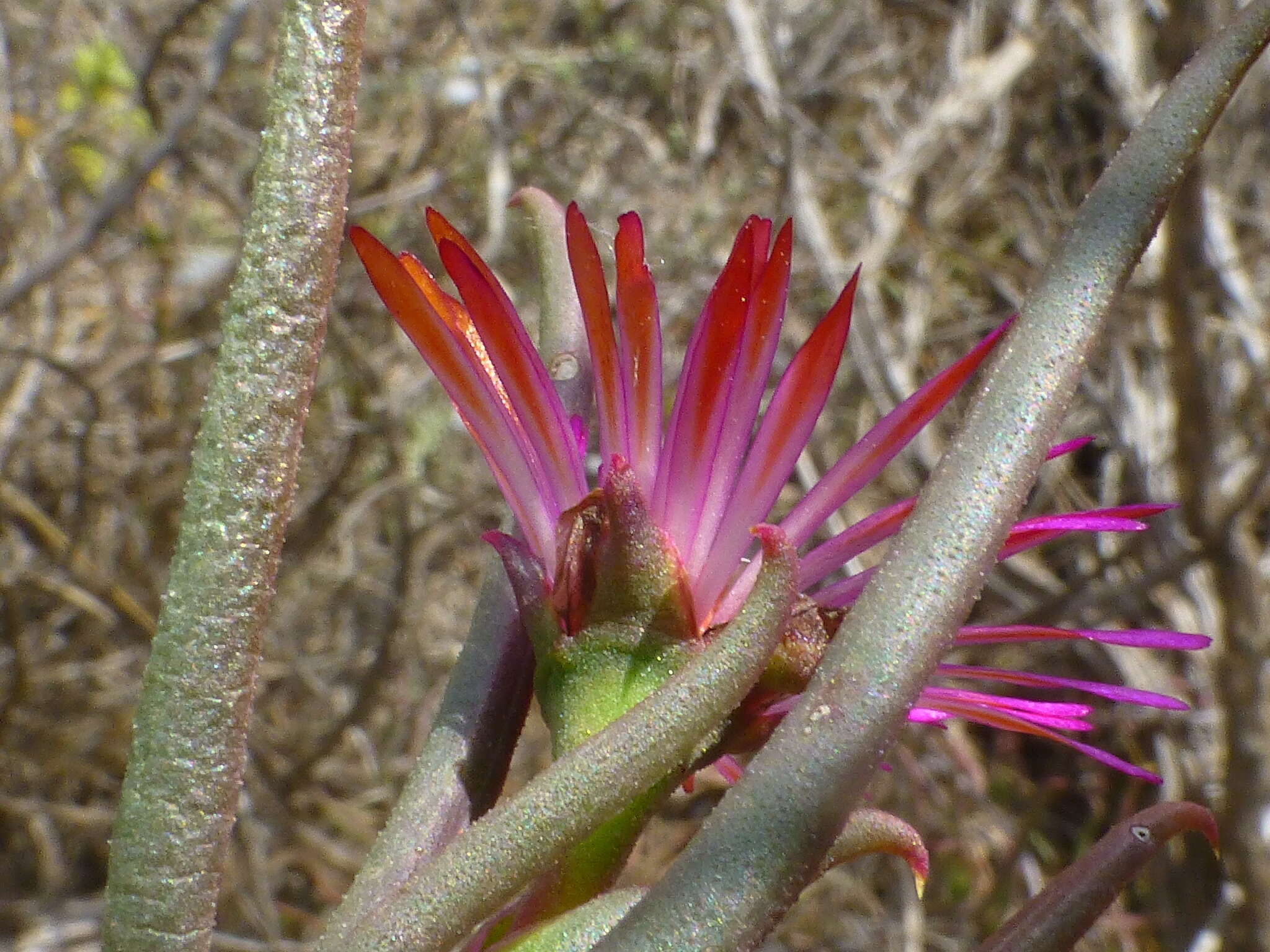 Image of Lampranthus spiniformis (Haw.) N. E. Br.