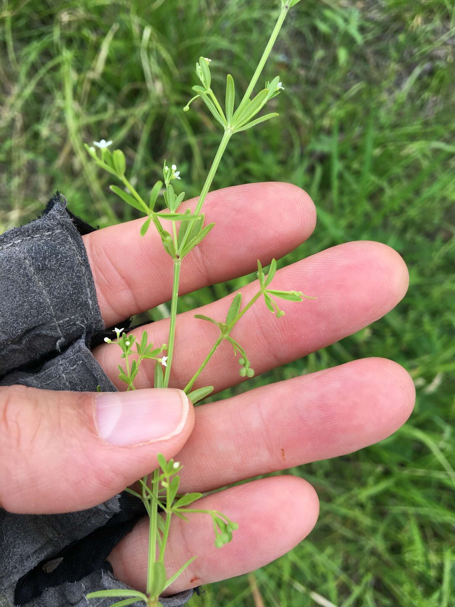 Galium tinctorium L. resmi