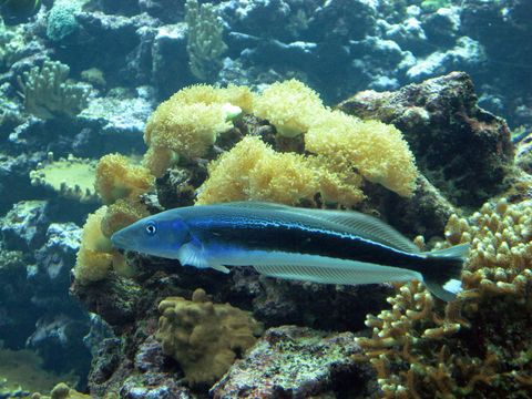 Image of Blue blanquillo