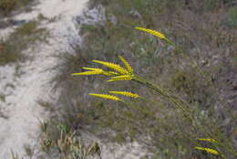 Image of Corynanthera flava J. W. Green