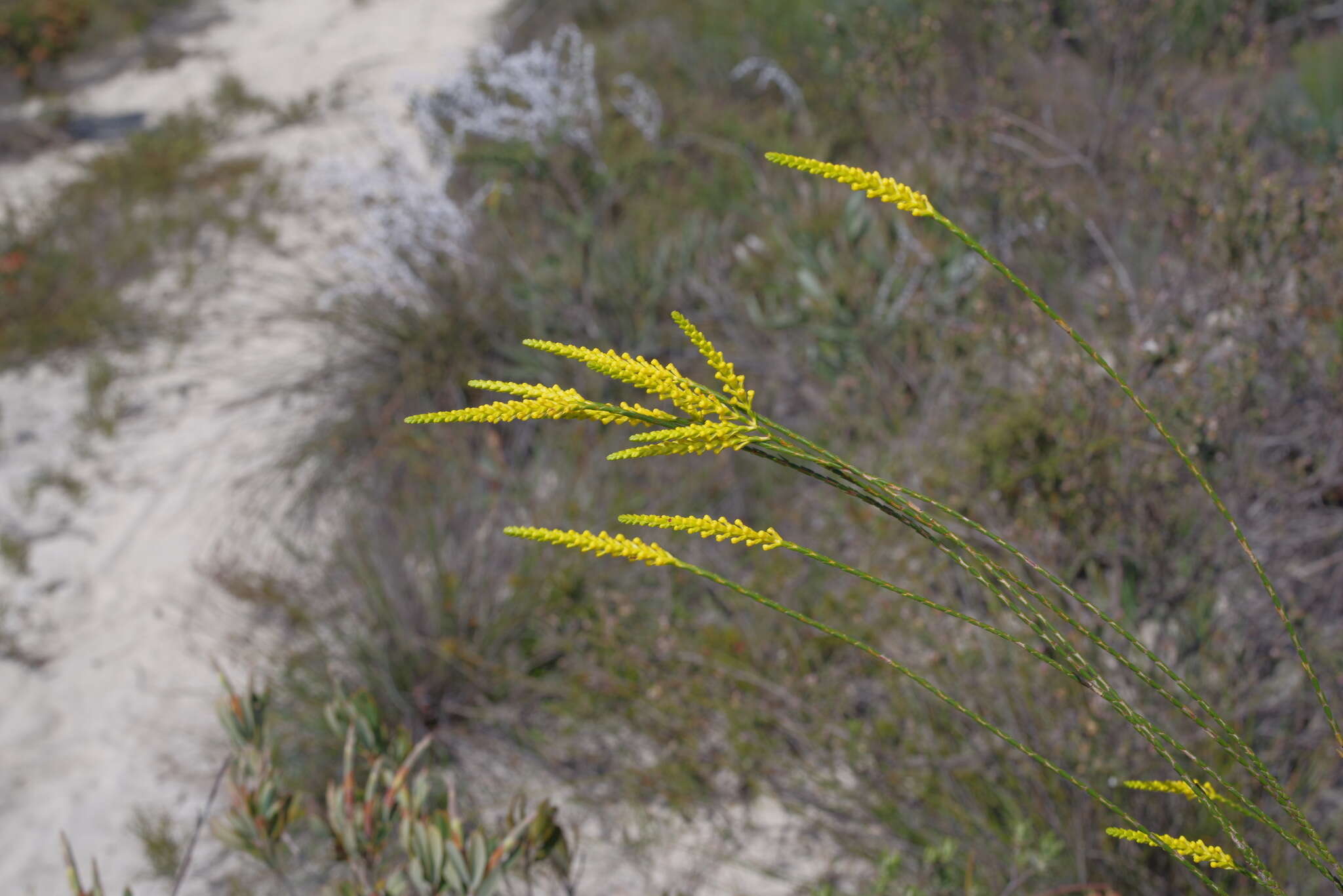 Sivun Corynanthera flava J. W. Green kuva