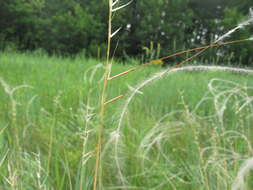 Image de Stipa pennata subsp. sabulosa (Pacz.) Tzvelev