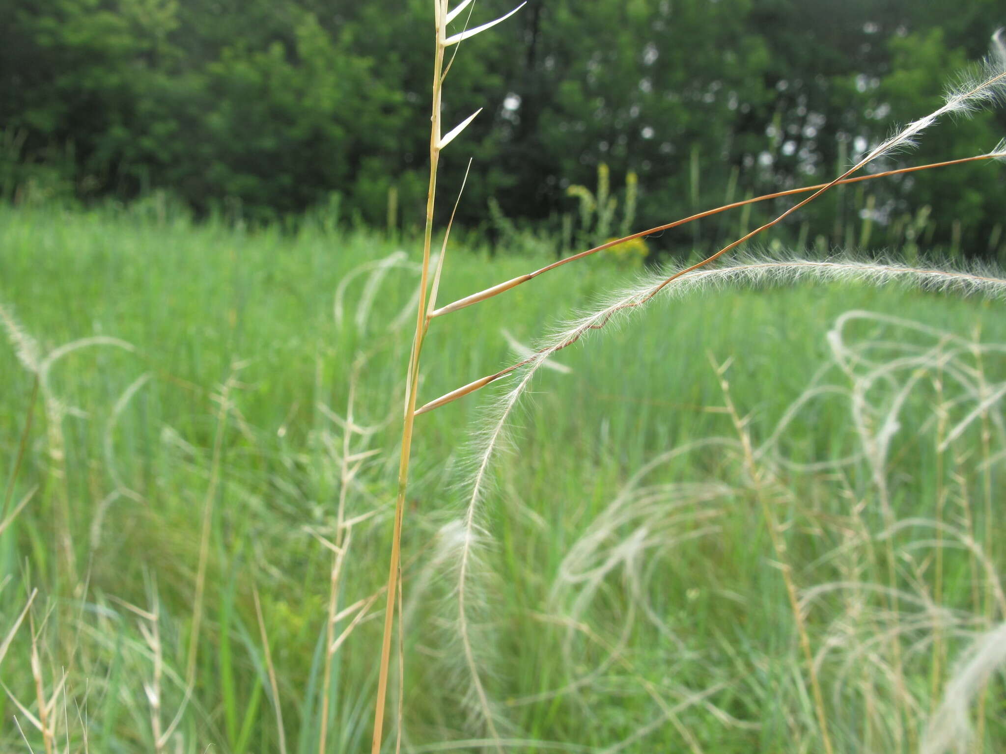 Imagem de Stipa pennata subsp. sabulosa (Pacz.) Tzvelev