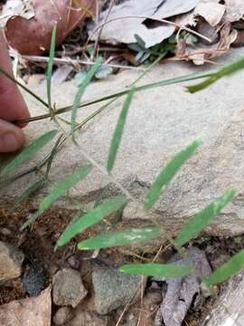 Imagem de Vicia caroliniana Walter