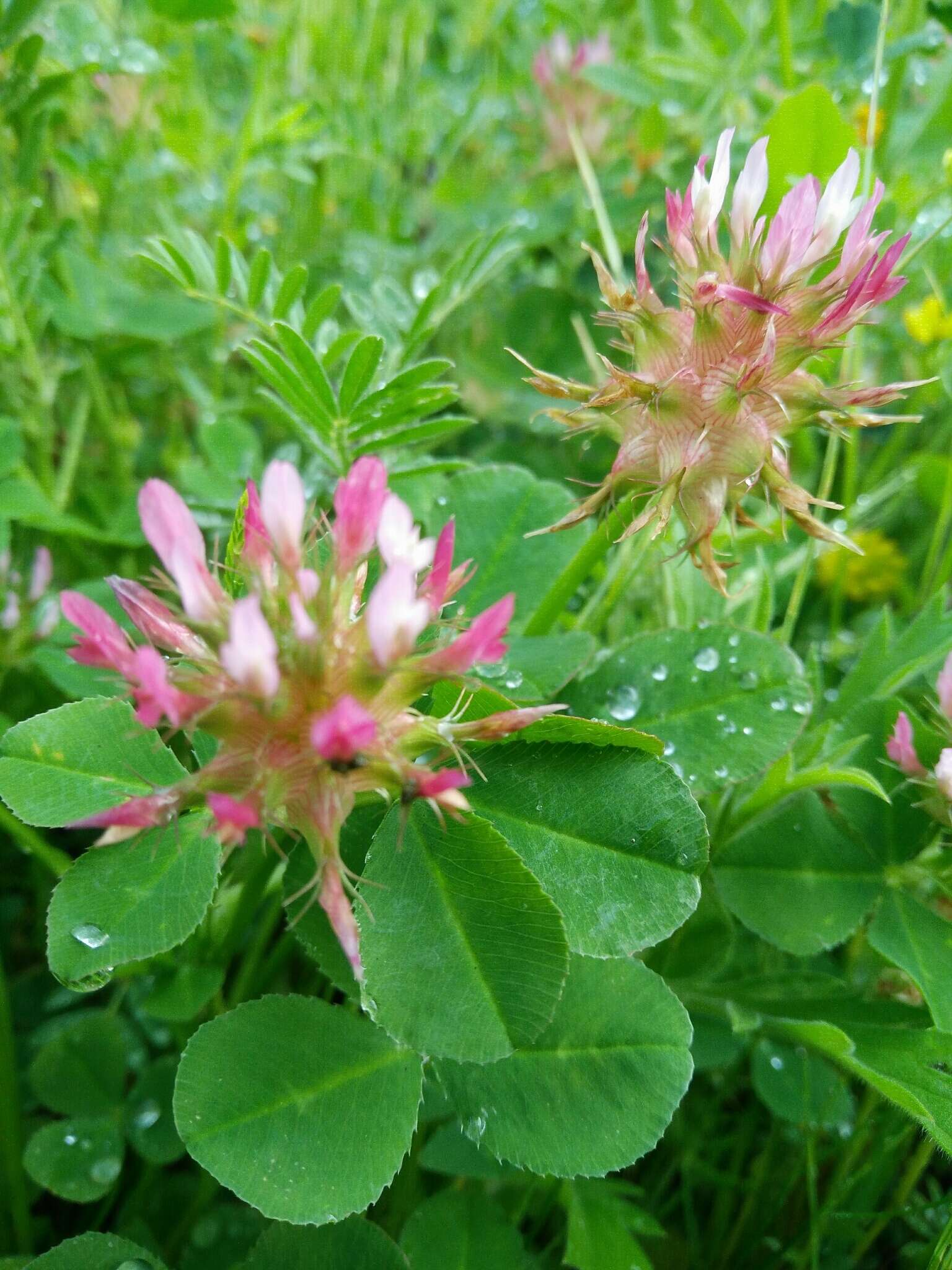 Image of Mediterranean clover