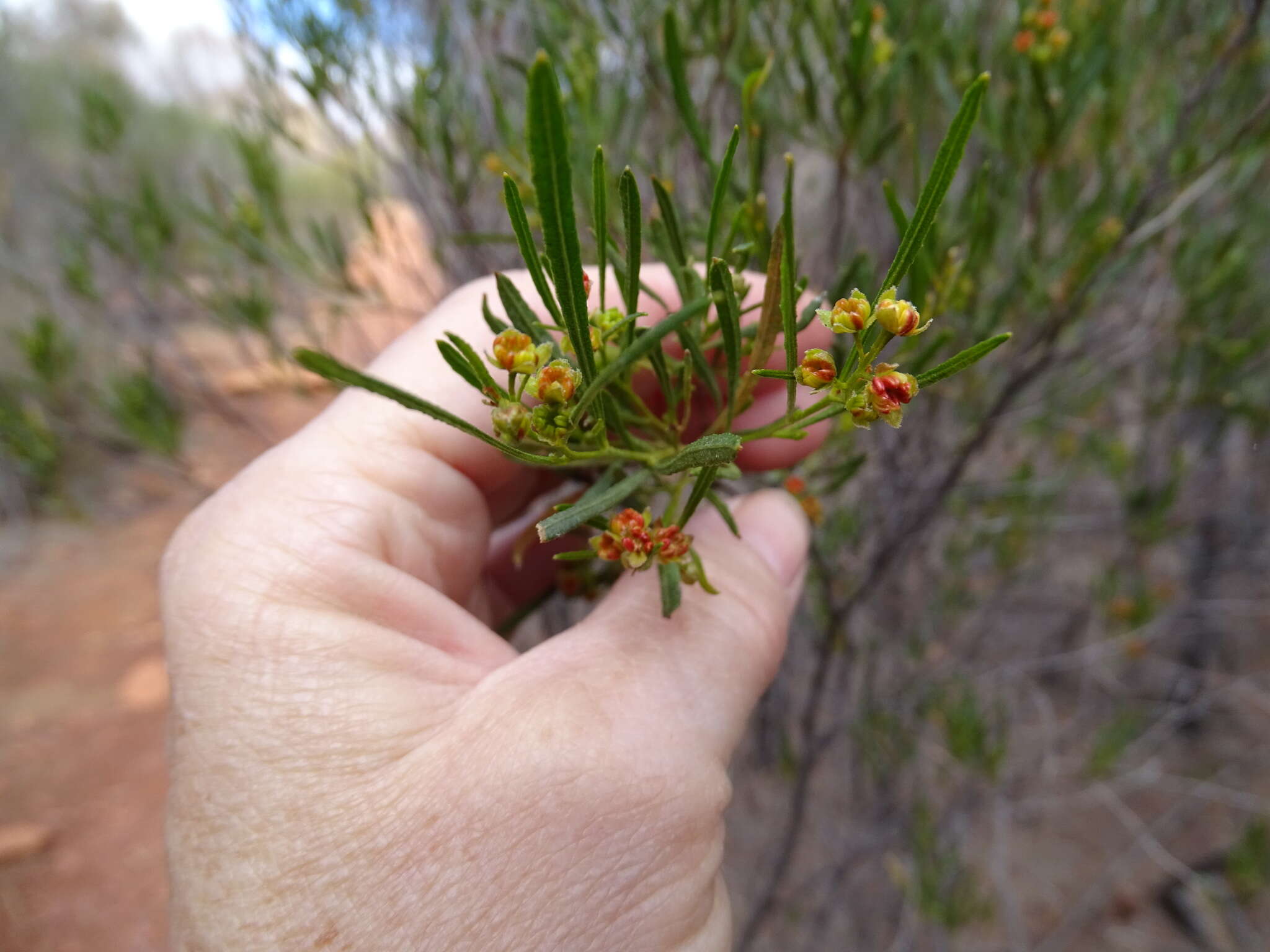 Image of narrow-leaf hopbush