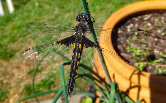 Image of Common Baskettail