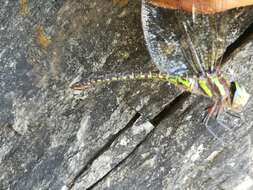 Image of Turquoise-tipped Darner