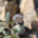 Слика од Psammophiliella bellidifolia (Boiss.) S. S. Ikonnikov