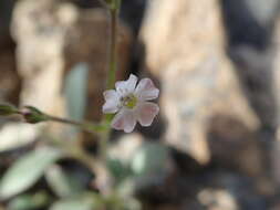 Image of Psammophiliella bellidifolia (Boiss.) S. S. Ikonnikov