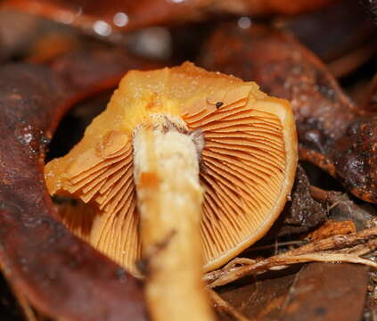 Image of Hypholoma fasciculare var. armeniacum (Y. S. Chang & A. K. Mills) Y. S. Chang, A. K. Mills, G. M. Gates & Ratkowsky