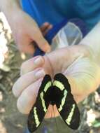 Image of Heliconius hewitsoni Staudinger 1875