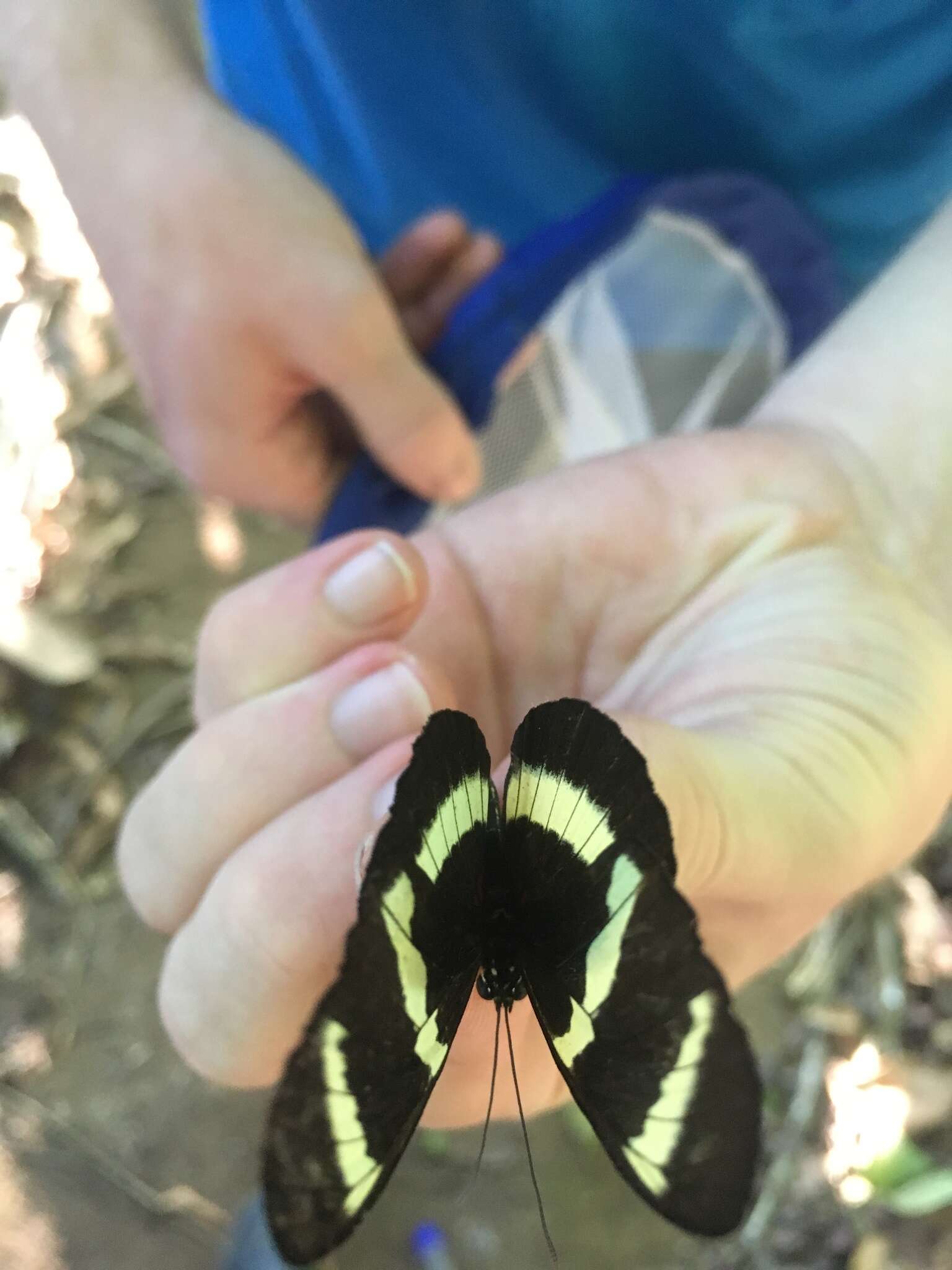 Image of Heliconius hewitsoni Staudinger 1875