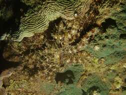 Image of algae octopus