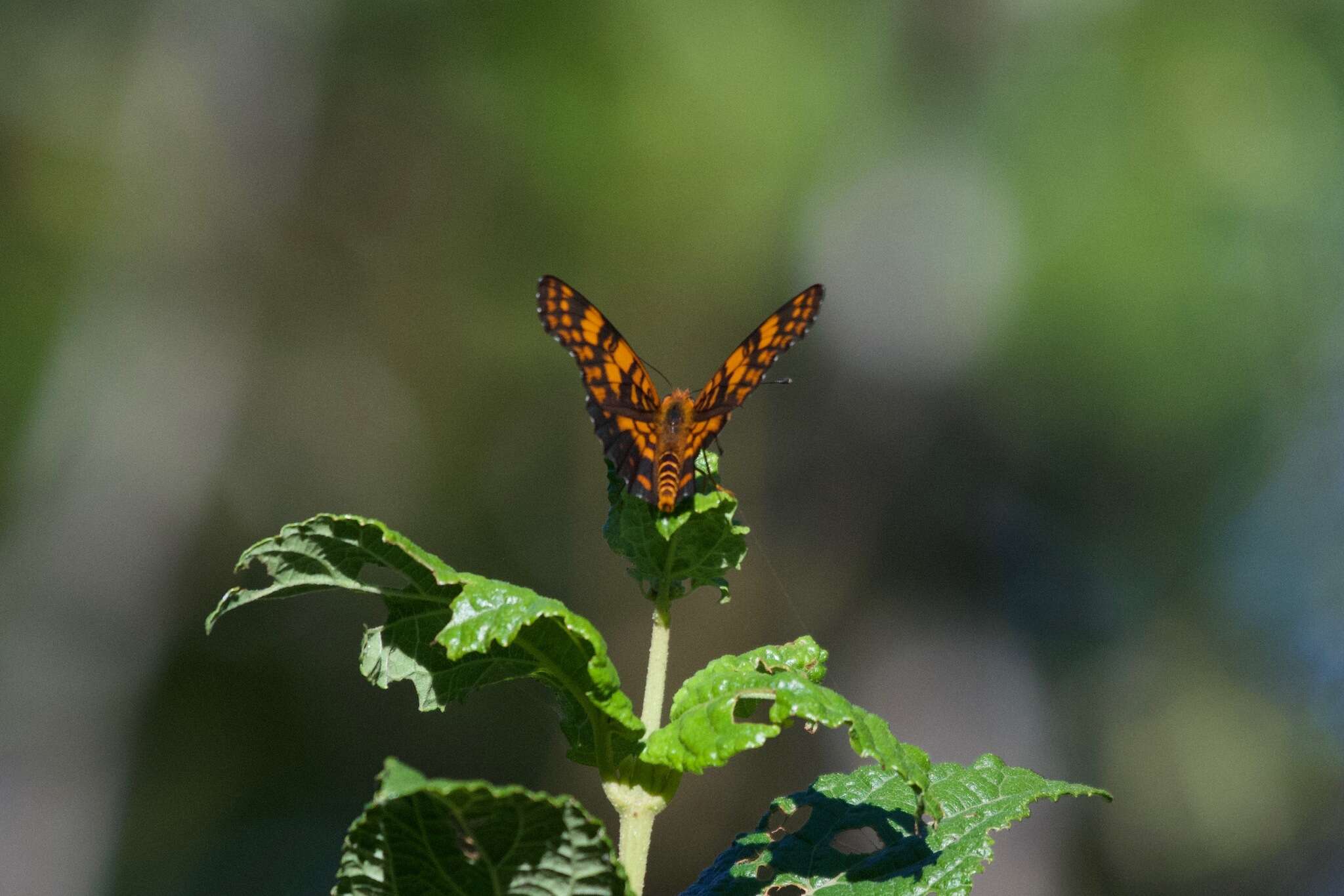 Image of Puerto Rican Checkerspot